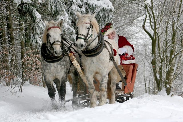 Was bekommt dein Pferd zu Weihnachten?