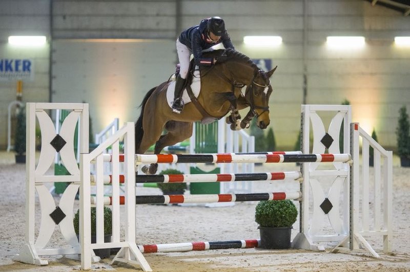 Babe WZ ist eines der vielversprechenden Pferde bei Jumping Talent Sale Amsterdam! © Jumping Talent Sale Amsterdam