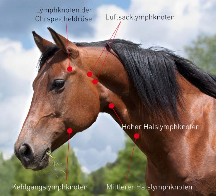 Die Lymphknoten im Kopfbereich des Pferdes © Shutterstock