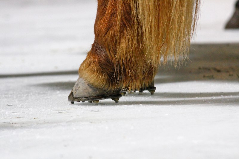 Hufbeschlag bei der IceHorse © Silke Müller-Uloth