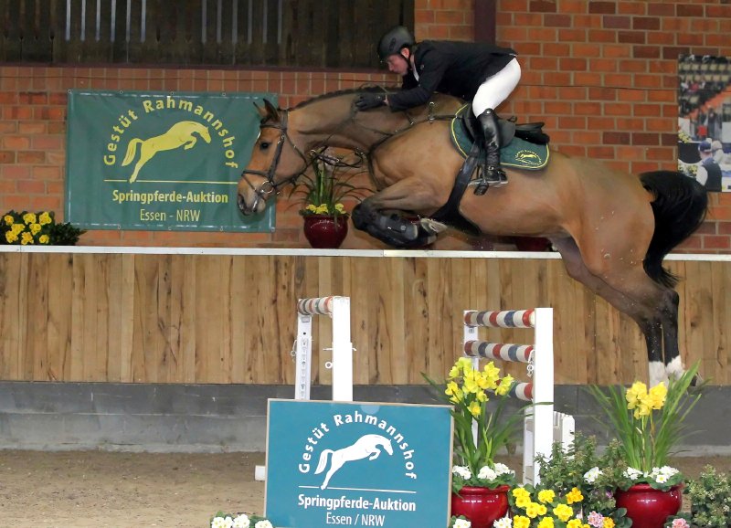 Die siebenjährige Casallina hat alles, was man sich bei einem Springpferd wünscht. Die Tochter des legendären Casall, angepaart mit französischen Top-Genen, ist zuverlässig und einfach zu reiten, vermögend am Sprung und bereits hoch platziert, ausgesprochen hübsch und dazu auch noch zuchterfahren. © Alexander Marx