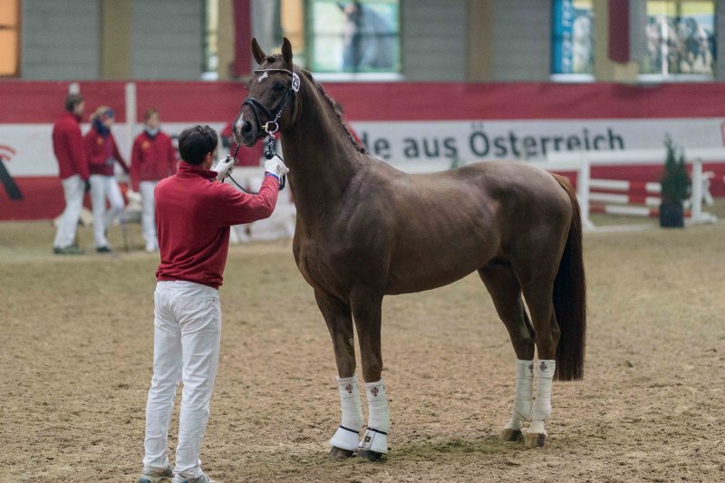 Körungssieger Don Rouge Royal © Michael Graf