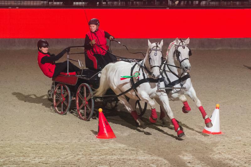 Das imposante Lipizzaner-Gespann von Renate Eccher (St) erreichte Rang zwei. © Michael Graf