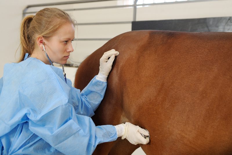 Herpes-Ausbruch: elf tote Pferde bestätigt, Verwirrung um Vejer-Herpesfall