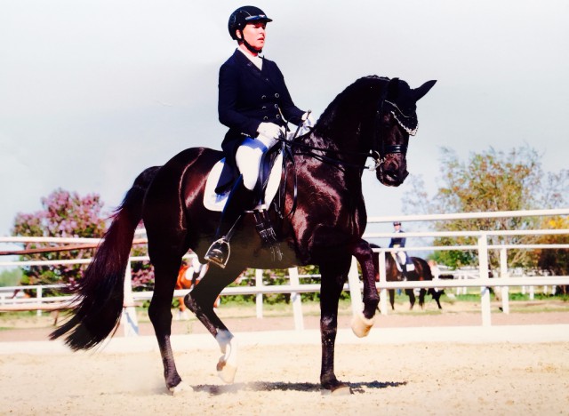 Was für ein Pferd! Parcival tanzte unter Angela Hergeth in seinem ersten Grand Prix zu Platz drei! © Privat