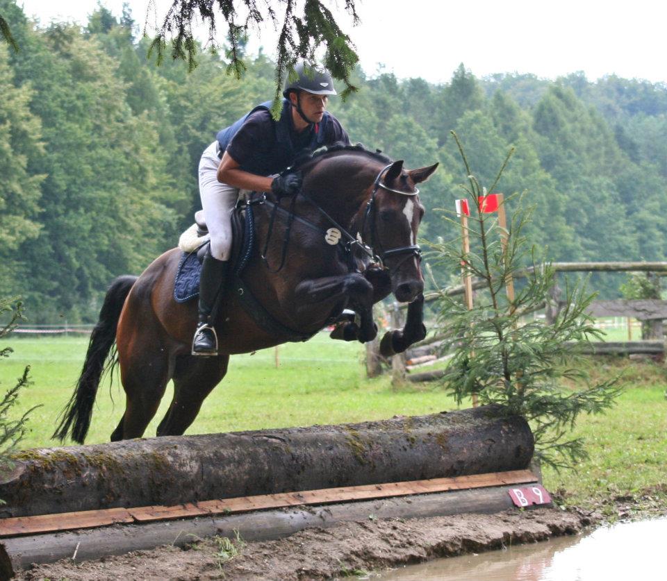 Amandine, eine achtjährige Acordelli-Tochter, gehört zur Verkaufskollektion. © Pferdezuchtverband Baden-Württemberg