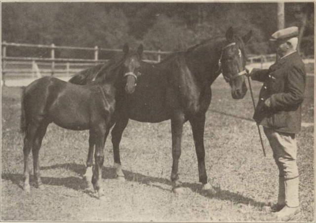 Ein Originalbild von 1926 vom Fotografen J.L. Grohmann: „Anbei ein Bild der 26 jährigen Stute mit ihrem Fohlen von Baka 2:09 3/4.“
