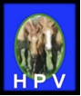 HPV_HansPeterVieman