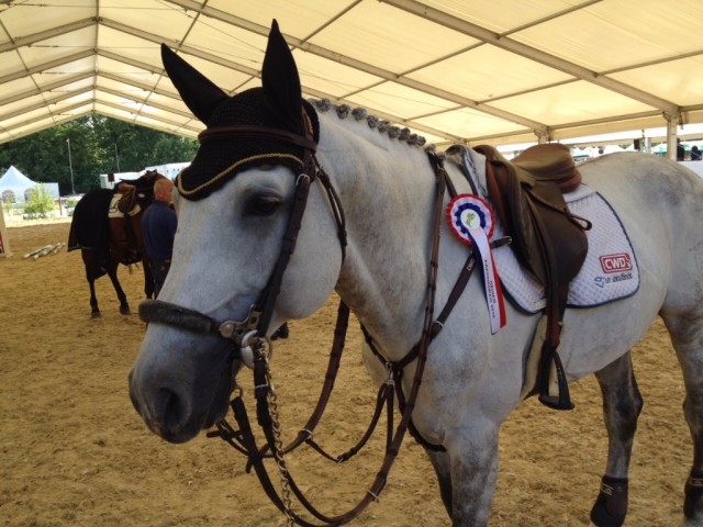 Chardonnay entwickelt sich für Max zum verlässlichen Partner in schweren Prüfungen. ©​ MK Sporthorses