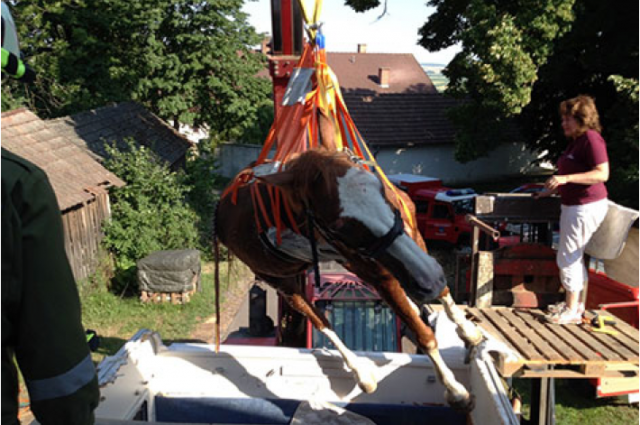 Netti konnte dank der Freiwilligen Feuerwehr Wollmannsberg aus ihrer misslichen Lage befreit werden © FF Wollmannsberg