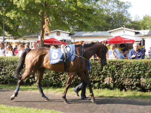 Salzenforst im Führring zum 8. Rennen, einem Hürdenrennen.© Nadja N. Naumann