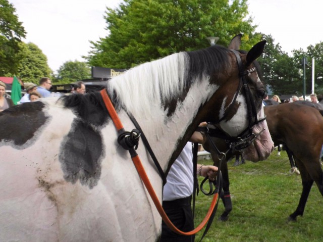 Silvery Moon im Absattelring © Nadja N. Naumann