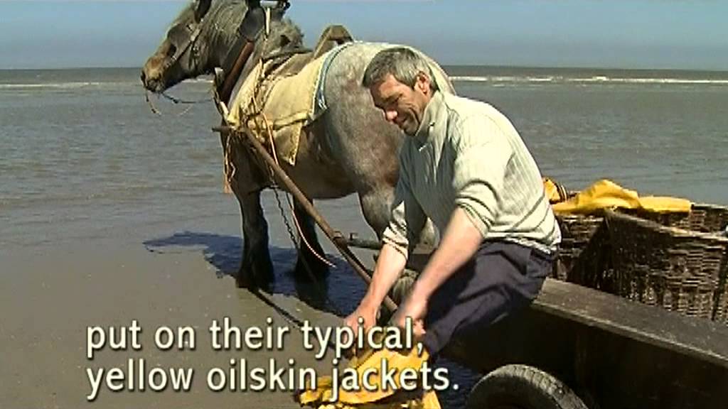 VIDEO „The horse fisherman of Oostduinkerke“