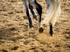 Gelenksfüllungen sind gerade bei älteren Pferden keine Seltenheit. © shutterstock / Catwalk Photos
