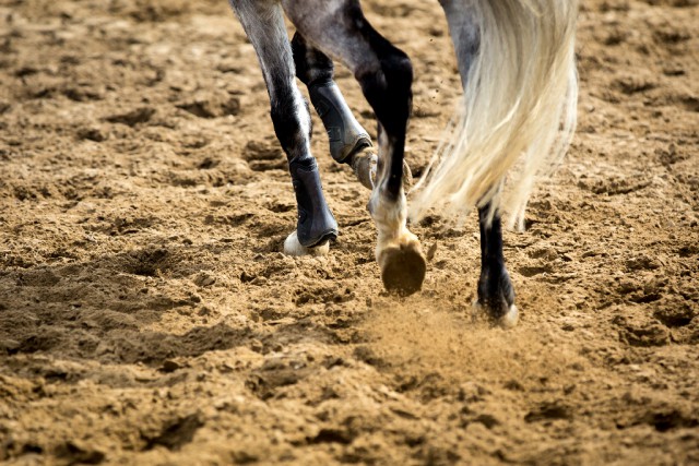Gelenksfüllungen sind gerade bei älteren Pferden keine Seltenheit. © shutterstock / Catwalk Photos