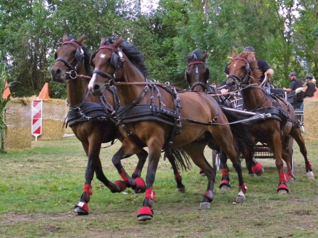 Florian Deckert mit Lord, Nele, Phönix und Summer, Showprogramm. © NNN