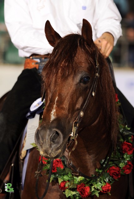 Futurity Champion_c_Art & Light