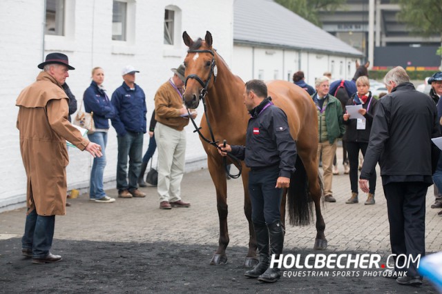 Markus Saurugg (St) und Texas I. © Tomas Holcbecher