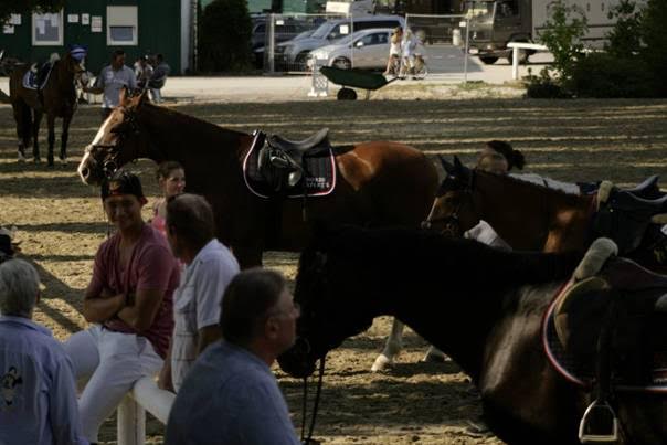 Schattenplätze sind derzeit sehr begehrt © Linzer Pferdefestival