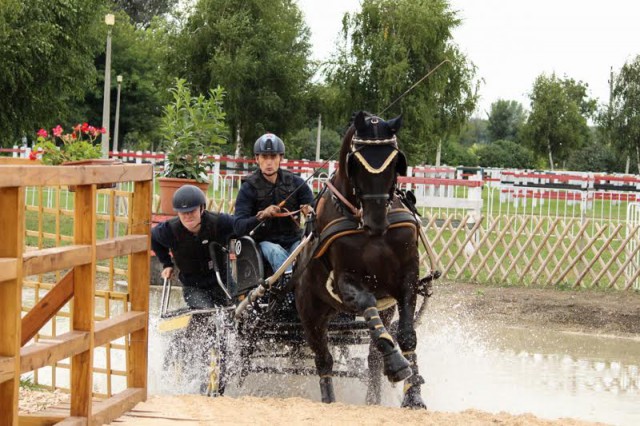 Franz Schiltz (LUX) drove Frodo, a son of Florestan I, to gold in the seven-year-old class at the FEI World Driving Championships for Young Horses at Mezőhegyes (HUN), finishing on a score of 16.46. © FEI/Krisztina Horváth
