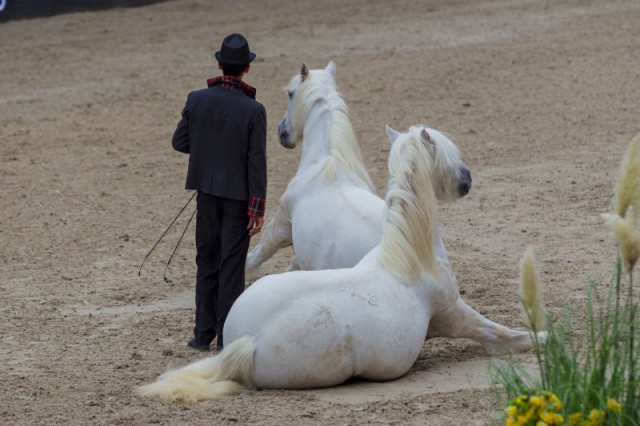 Pierre Fleury begeisterte mit seiner Freiheitsdressur. © Michael Graf