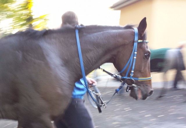 Der Sieger Mister Spock. © Nadja N. Naumann