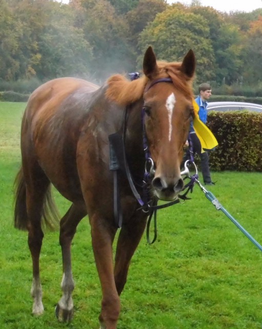 Orsella, Siegerin im Lampos-Rennen 2015. © Nadja N. Naumann