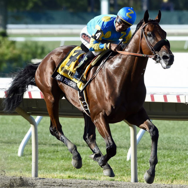 American Pharoa setzte nicht nur auf der Rennbahn Rekorde – auch die Decktaxe für den 3-jährigen Hengst ist rekordverdächtig! © Coolmore Stud