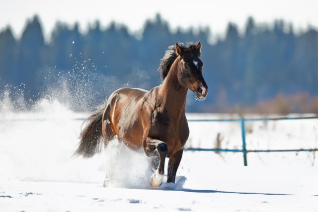 © shutterstock / Alexia Khruscheva