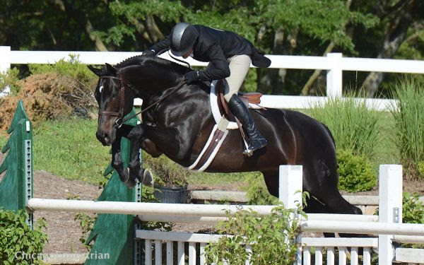 Kelly Farmer und Mindful beim Equifest 2015 © chicagoequestrian.com