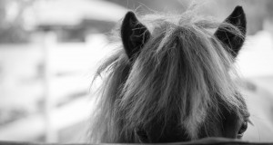 Welche Ausbildungen es für das Islandpferde-Reiten gibt erfahrt ihr bei uns! © Symbolbild - Shutterstock / Peera