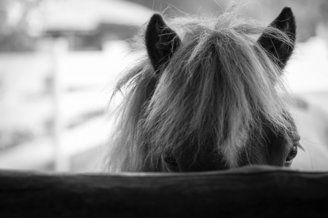 Welche Ausbildungen es für das Islandpferde-Reiten gibt erfahrt ihr bei uns! © Symbolbild - Shutterstock / Peera