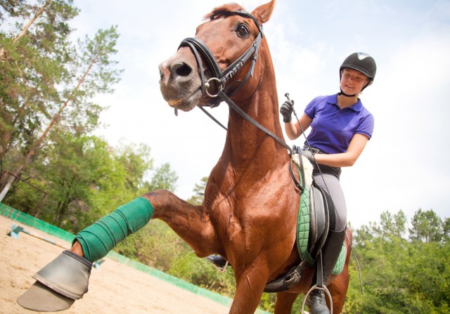 In Österreich gibt es zahlreiche Möglichkeiten, sich im Bereich des Pferdesports auszubilden. © shutterstock / Yan Lev