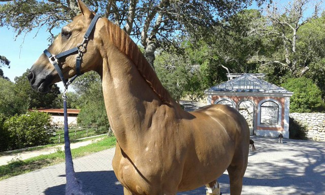 Baloubet Du Rouet ist mittlerweile 27 Jahre alt - und fit wie ein Turnschuh! © Facebook/Sónia Oliveira