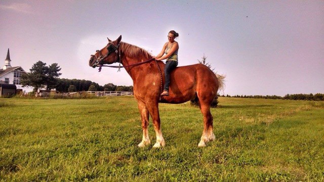 Big Jake Der Sanfte Riese Aus Den Usa Equestrian Worldwide Pferdesport Weltweit Eqwo Net