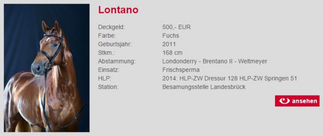 Mit Klick auf das Bild geht es zum Profil von Lontano. © Landesgestüt Celle