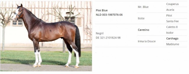 Mit Klick auf das Bild geht es zum Profil von Peppermint Blue auf der Website der Sächsischen Gestütsverwaltung