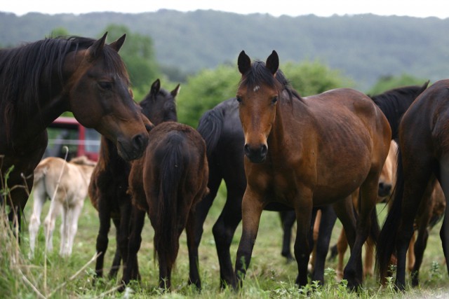 Die verwahrlosten Pferde dürfen nun endlisch versteigert werden. © shutterstock / Nebojsa Markovic