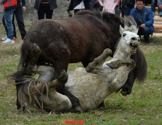 Zwei Hengste kämpften bis zum bitteren Ende. © Mark Ralston/AFP/Getty Images