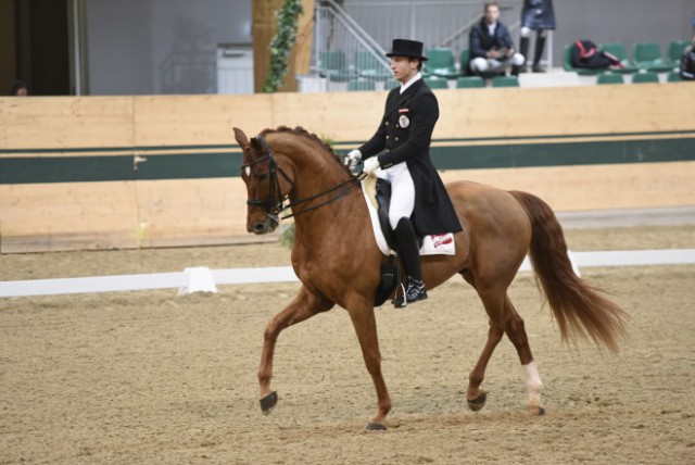 Heimsieg für den RC Magna Racino dank Oliver Valenta und Valent`s Fantast.© horsesportsphoto.eu