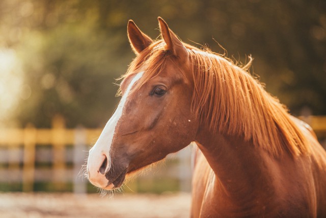 Wer die Sichtweise des Pferdes kennt, hat es beim Reiten und im Umgang mit dem Tier leichter. © shutterstock / dezi