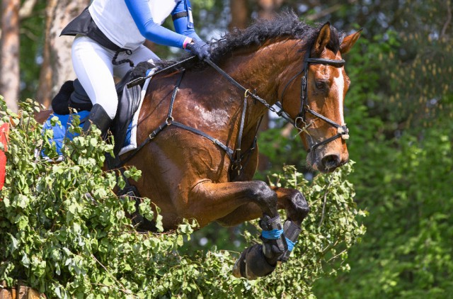 Russias athletes will start in the disciplines eventing and dressage. © Shutterstock / Asya Pozniak