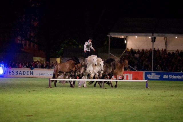 Die hohe Kunst der Freiheitsdressur - auch 2016 ein Highlight bei der Wiesbadener PferdeNacht © WRFC/ Jacques Toffi