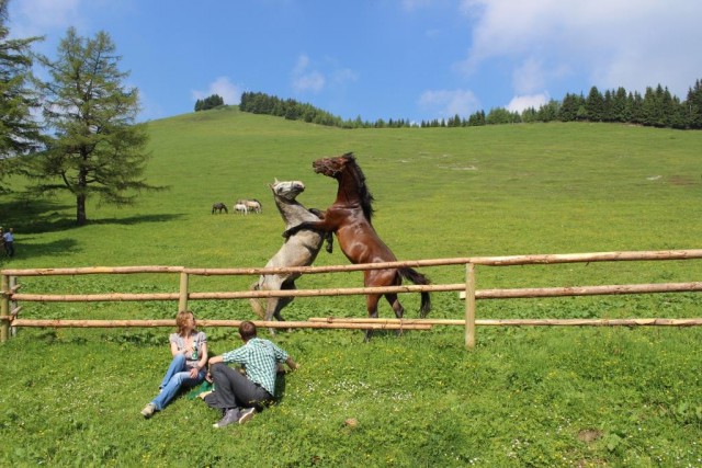 „Junge Wilde“-Almtour. © TV Lipizzanerheimat / Harald Wohnhas