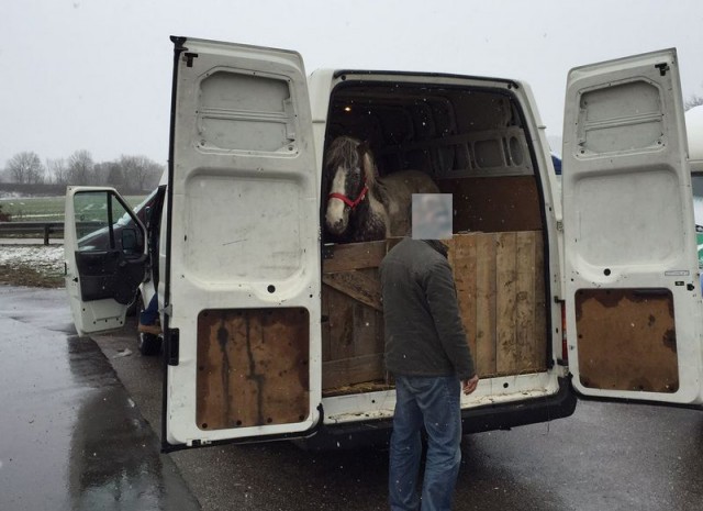 Vier Islandpferde waren in diesen Kastenwagen gepfercht. © Polizei Bayern