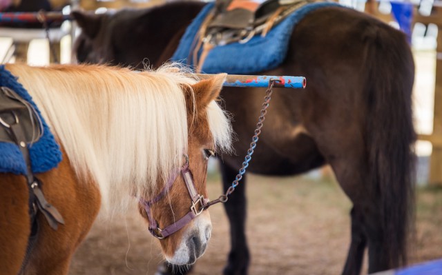 Das Ponykarussell in Augsburg soll eingestellt werde. © Symboldbild shutterstock / rusty426