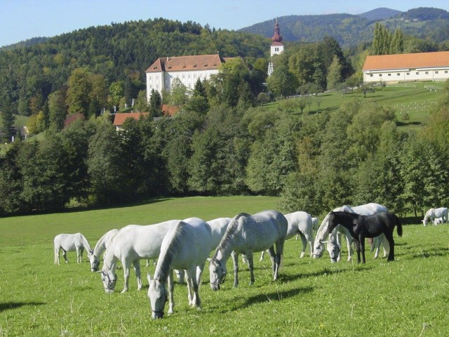 Im Galopp in den Sommer 2016! © Lipizzanergestüt Piber