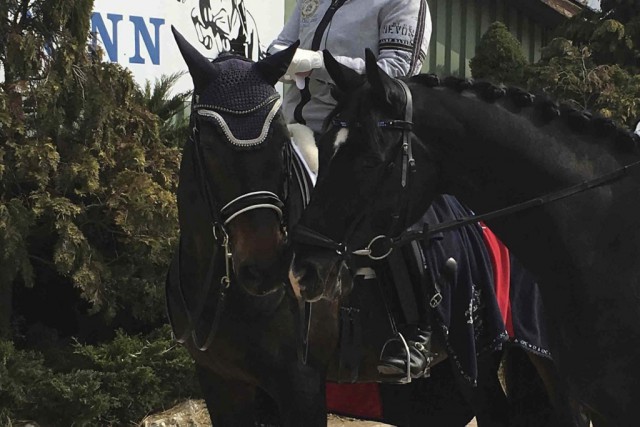 CDN-A* CDN-B Turnier in Kottingbrunn (NÖ). © Reitstall Kottingbrunn