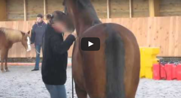 VIDEO: Das soll Natural Horsemanship sein? Auch so geht Pferde-Quälen