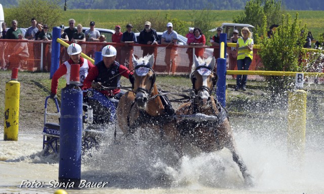 Zweispänner Pony Sieger Johan Weitlaner (ITA). © Sonja Bauer